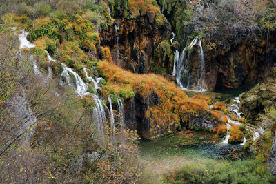 View of stream flowing through forest