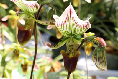Close-up of flowering plant