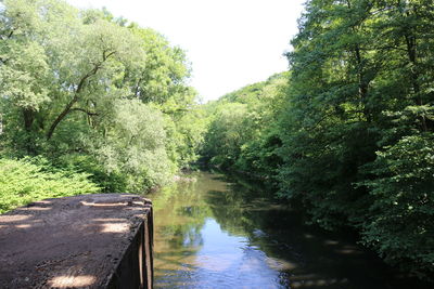 Scenic view of river amidst trees in forest