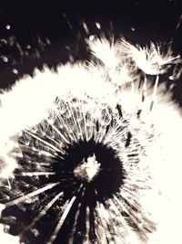 Close-up of dandelion against sunlight