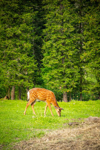 Giraffe in a forest