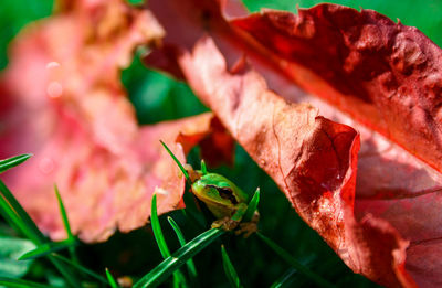 Close-up of insect on red flower