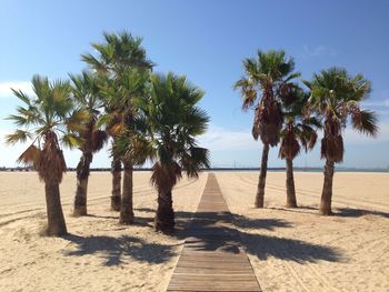 Palm trees on beach against clear blue sky