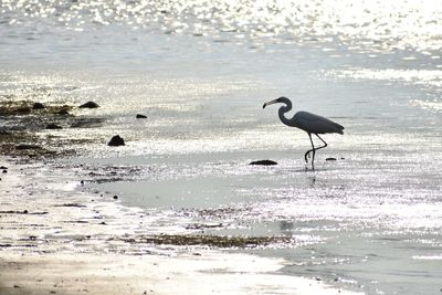 View of birds on beach