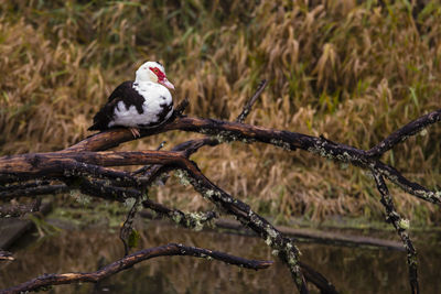 Close-up of bird perching on branch