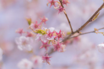 Close-up of pink cherry blossoms