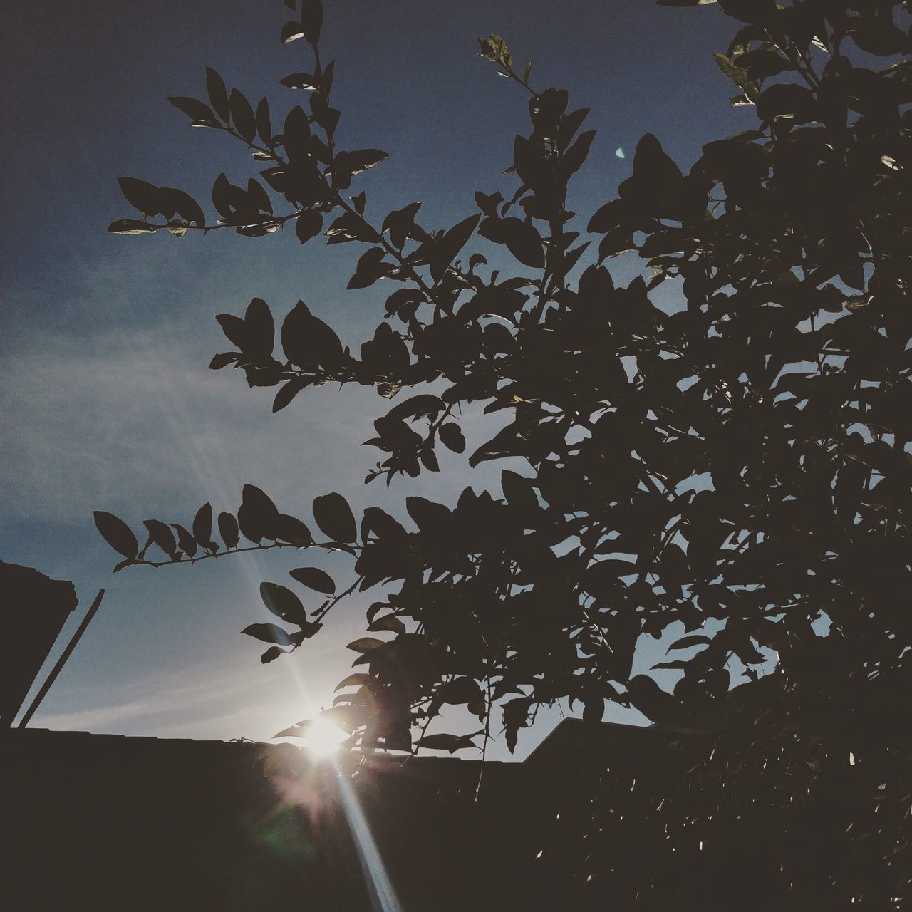 LOW ANGLE VIEW OF SILHOUETTE TREES AGAINST SKY AT SUNSET