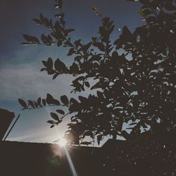 Low angle view of silhouette tree against sky during sunset