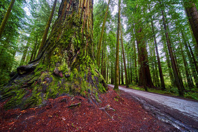 Road amidst trees in forest