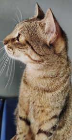 Close-up of a cat looking away