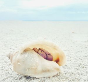 Close up of sea shore