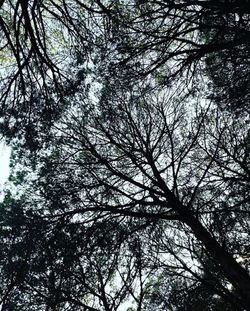 Low angle view of trees in forest against sky