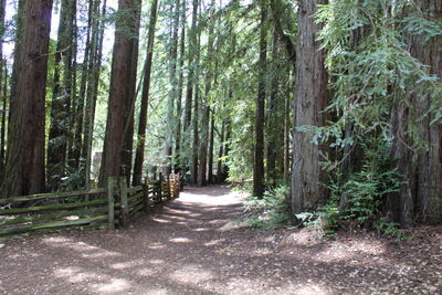 Footpath amidst trees in forest