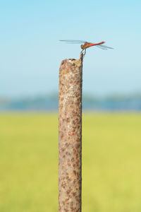 Close-up of barbed wire on wooden post against sky