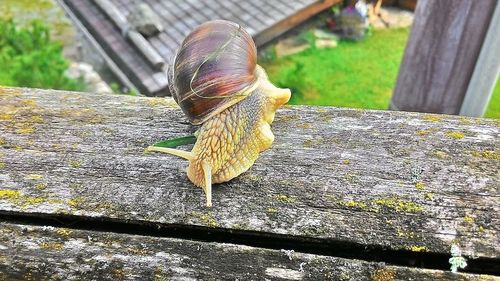 Close-up of snail on wood