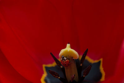 Close-up of red flower