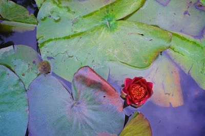 High angle view of leaves floating on water