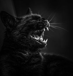 Close-up of cat yawning