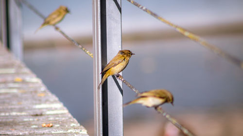 Close-up of bird perching on a plant