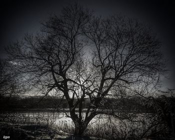 Bare trees against sky