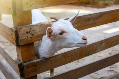 The head of a curious white goat standing in a wooden corral on a farm.
