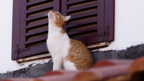 Cat sitting on street