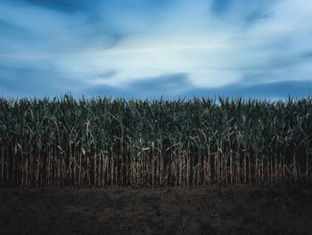 Crops growing on field against sky