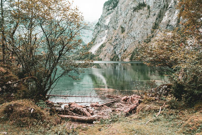 Scenic view of lake in forest