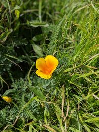 Close-up of yellow flowering plant on field