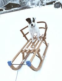 Close-up of white dog