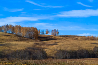 Trees on field against blue sky