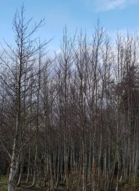 Bare trees in forest against sky