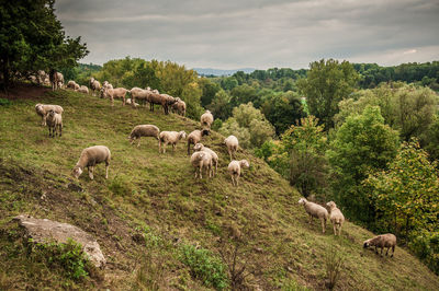 Goat and sheep grazing on grassy hill by forest