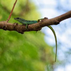 Close-up of lizard on branch