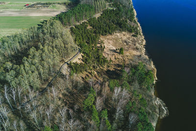 High angle view of trees on mountain