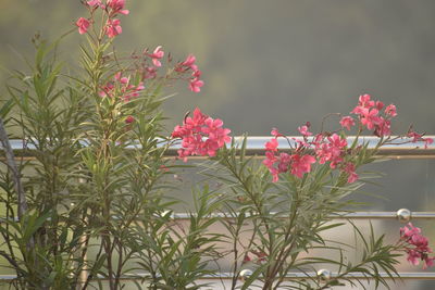 Close-up of pink flowering plants