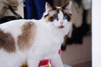 Close-up of cat looking away