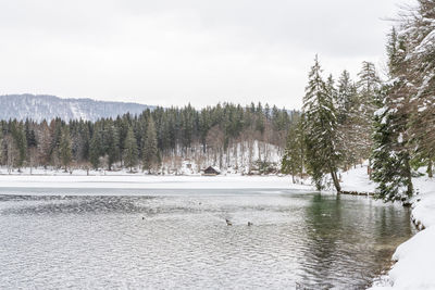 View of pine trees in lake during winter