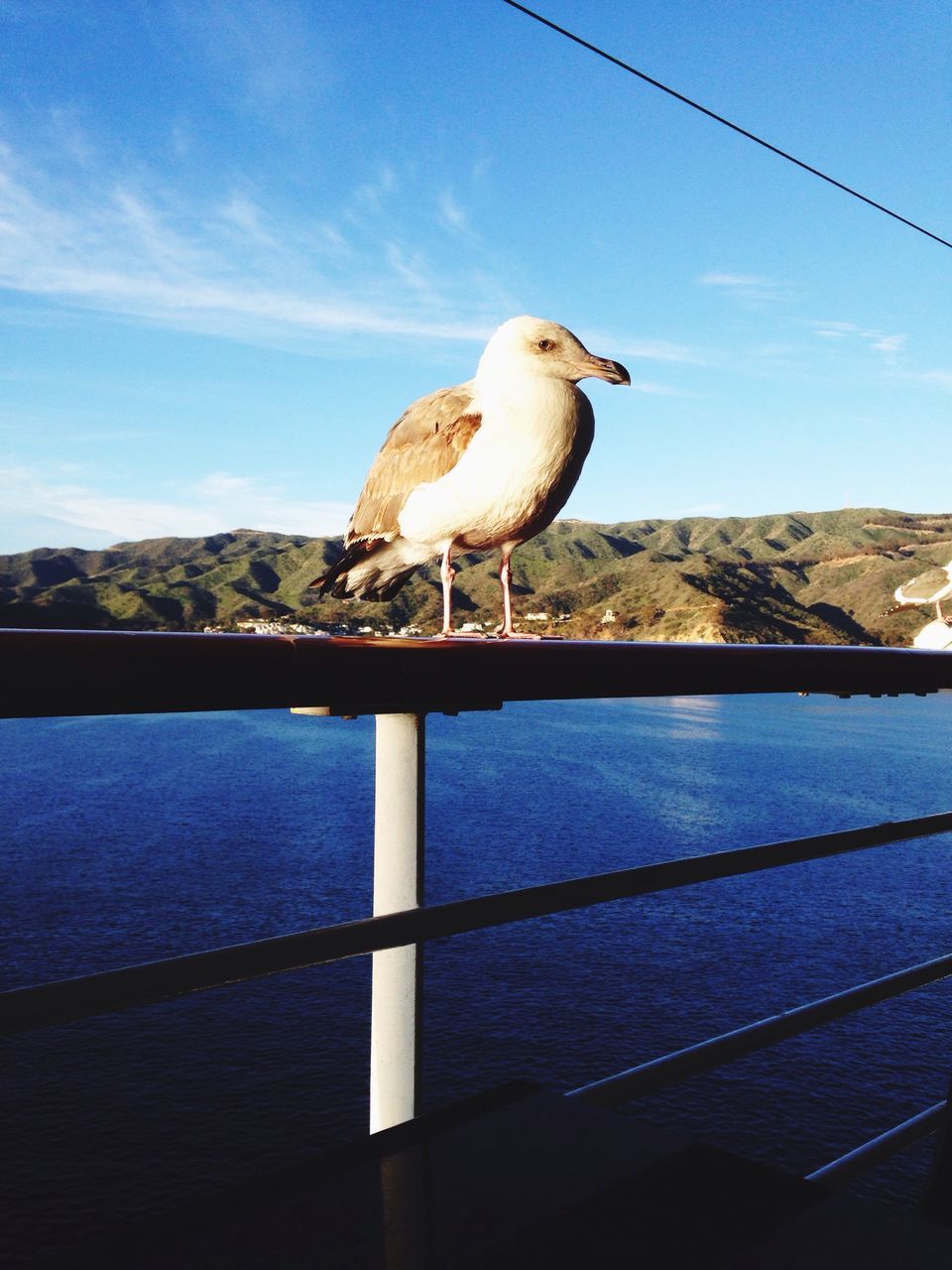 animal themes, bird, one animal, wildlife, animals in the wild, water, seagull, blue, sky, perching, full length, nature, day, beauty in nature, tranquility, outdoors, railing, lake, zoology, no people