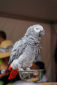 Close-up of parrot perching on wood