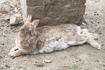 Close-up of rabbit on ground