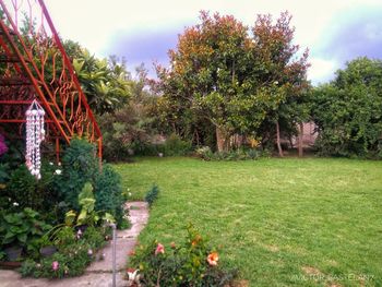 View of flowering plants in garden