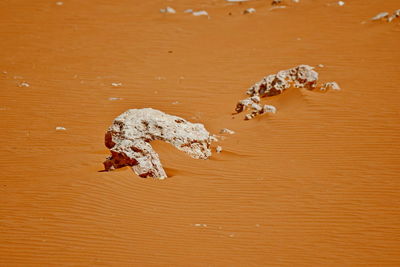 High angle view of crab on beach