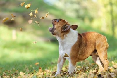 Dog looking away on field