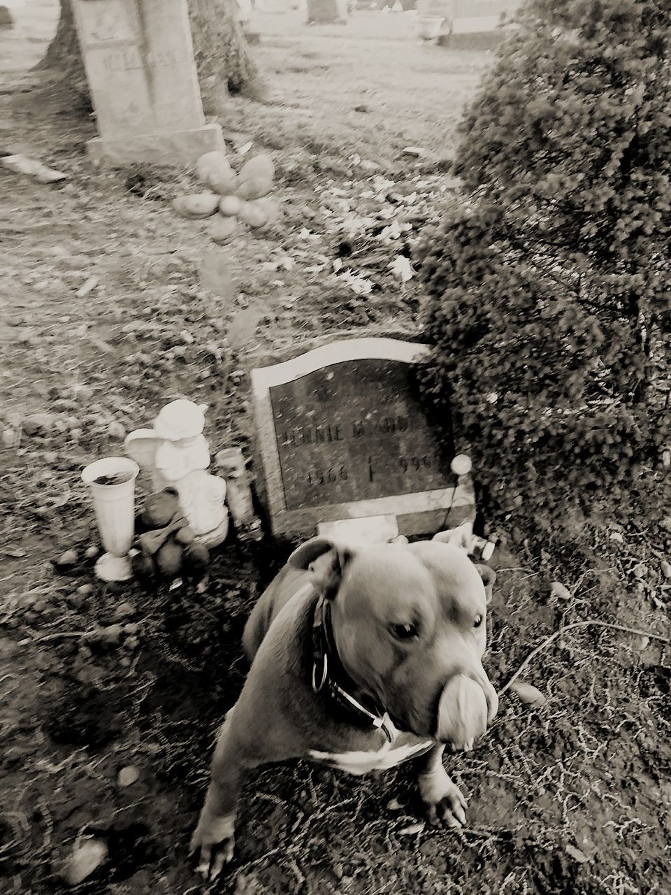 HIGH ANGLE VIEW OF DOG STANDING ON FIELD