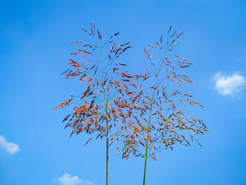 Low angle view of plant against blue sky