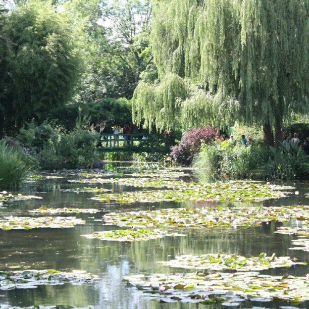 water, tree, beauty in nature, growth, tranquility, tranquil scene, nature, lake, scenics, flower, green color, waterfront, pond, plant, reflection, park - man made space, idyllic, forest, river, day