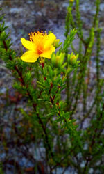 Close-up of yellow flowers