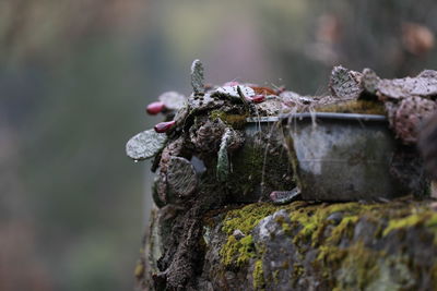 Close-up of lizard on tree trunk