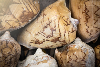 Close-up of mushrooms